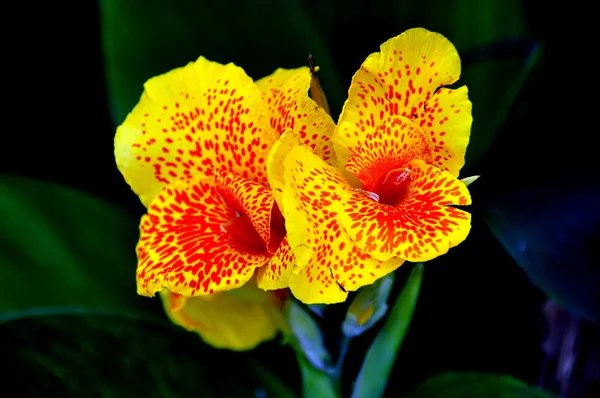 Flor amarilla de Canna — Foto de Stock