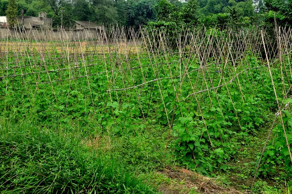 China: Field of Green Beans on a Pengzhou Farm — Stock Photo, Image