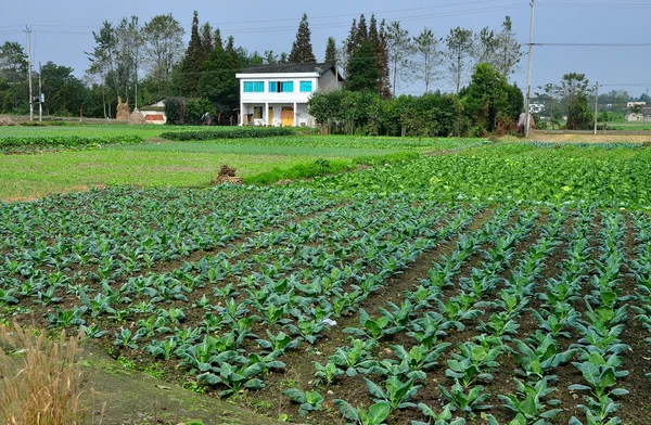 Pengzhou, Čína: pole mladých zeleniny na farmě s '-čchuan — Stock fotografie