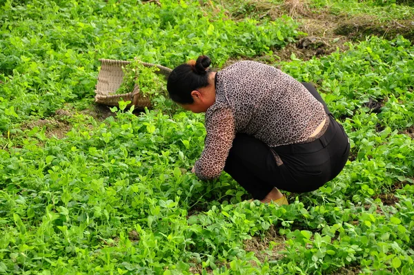 Çin: kadın kesme bezelye bitkileri sichuan eyaleti çiftlikte — Stok fotoğraf