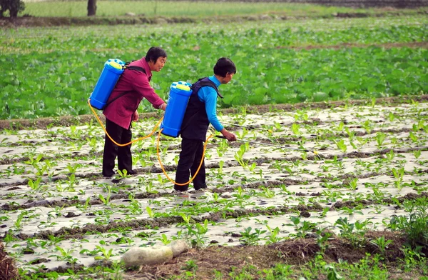 Chine : Deux femmes pulvérisant de l'insecticide sur une ferme du Sichuan — Photo