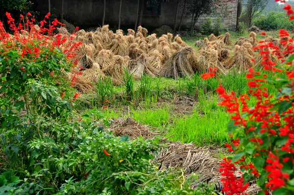 中国： サルビアとバンドルされたイネ植物の茎 — ストック写真