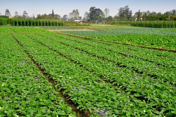 China: Field of Radishes and Distant Pole Beans on Sichuan Farm — Stock Photo, Image