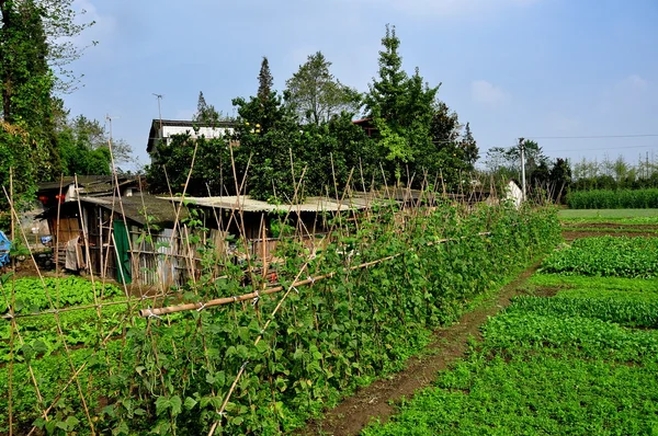 China: Vegetable Gardens on a Sichuan Province Farm — Stock Photo, Image