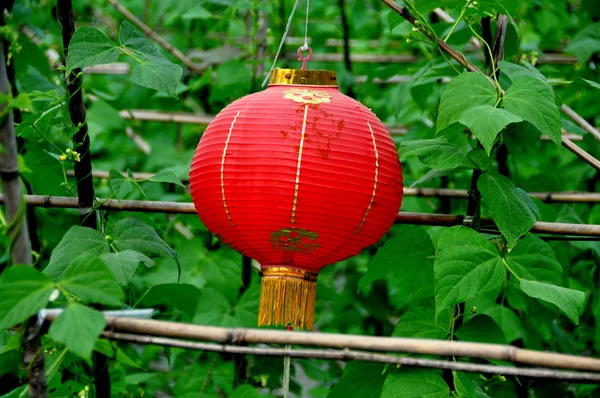 Kina: röda kinesiska lantern hängande gröna bönor fältet — Stockfoto
