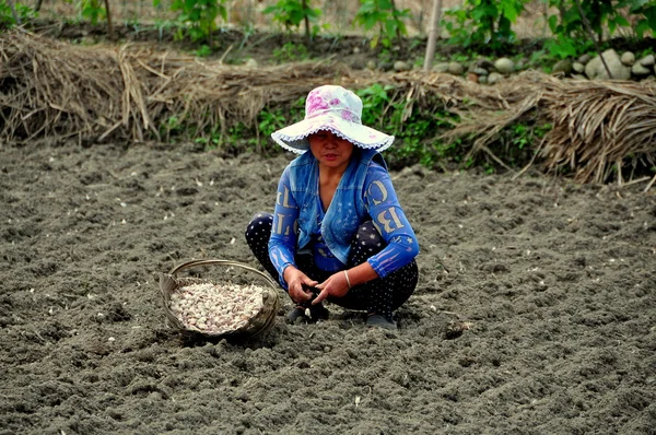 China: Mulher plantando alho — Fotografia de Stock