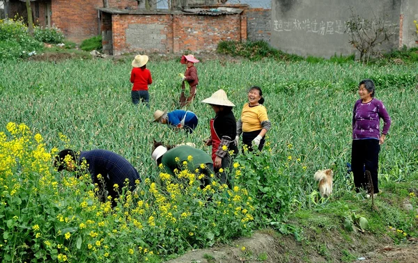Chine : Les agriculteurs récoltent des oignons verts — Photo