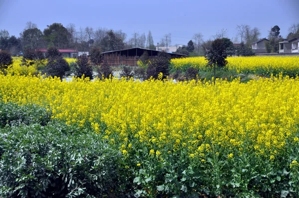 Pengzhou, China: Fields of Yellow Rapeseed Flowers — Stock Photo, Image