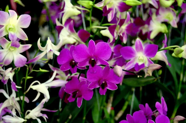Lamphun, Tailandia: Orquídeas tropicales en el mercado de Mea Tha — Foto de Stock
