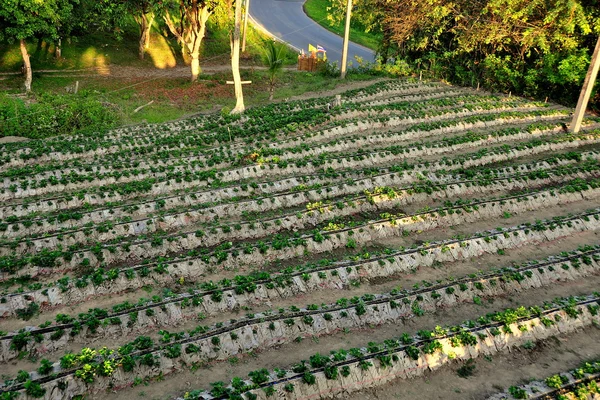 Chiang mai, Tajlandia: pole truskawka roślin na plantacji truskawek obręczy mae — Zdjęcie stockowe