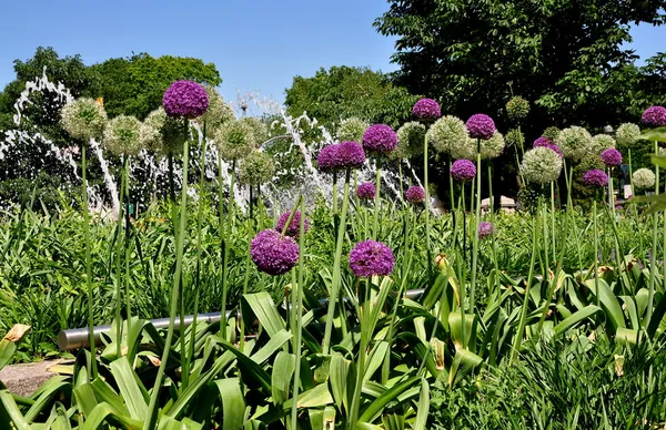 NYC: alium purpurowe i białe kwiaty w columbus circle — Zdjęcie stockowe