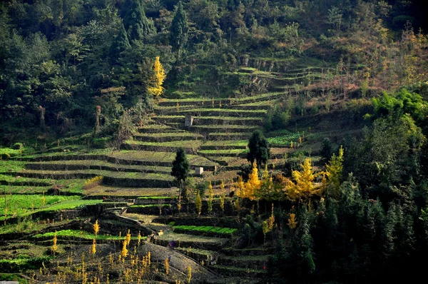 Provincia del Sichuan, Cina: Terreni agricoli terrazzati e alberi di gingko dorati — Foto Stock