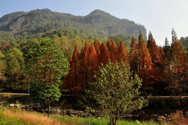 Sichuan Province, China: Grove of Autumnal San Shou Trees — Stock Photo, Image