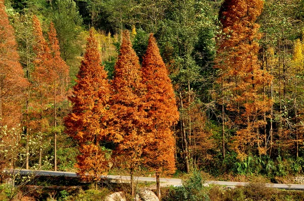 Sichuan Province, China: Brilliant Orange San Shou Trees — Stock Photo, Image