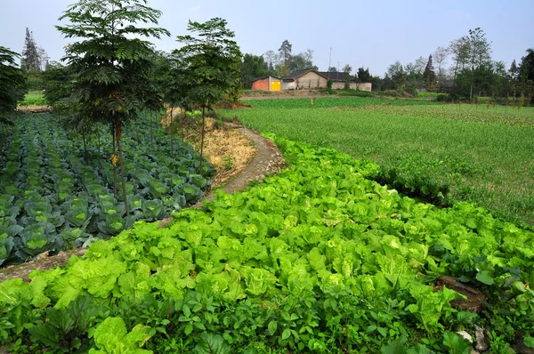 China: Fields of Vegetables on Sichuan Farm in Pengzhou — Stock Photo, Image