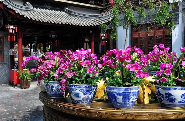 Chengdu, China: Orquídeas púrpuras en Long Tan Water Town —  Fotos de Stock
