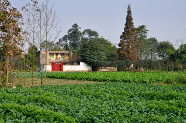 Çin: sichuan çiftlikte büyüyen bitkileri