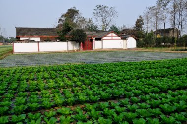 China: Whitewashed Sichuan Farmhouse and field of Cabbages in Pengzhou clipart