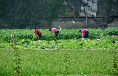 pengzhou, Çin: alan sichuan çiftlik işçileri