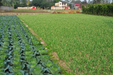 pengzhou, Çin: sichuan çiftlikte sebze alan
