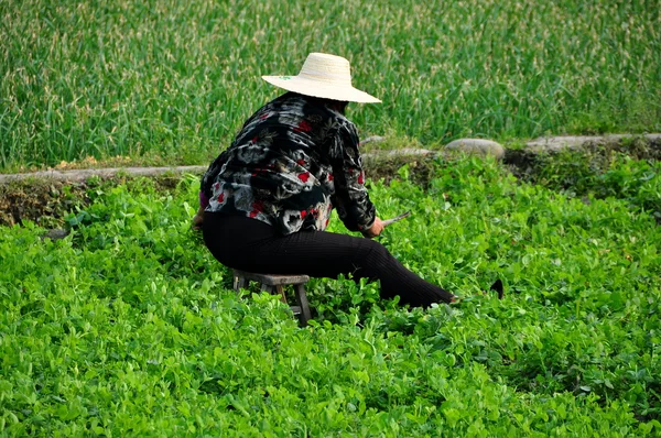 彭州市，中国： 在豌豆植物领域工作的女人 — 图库照片