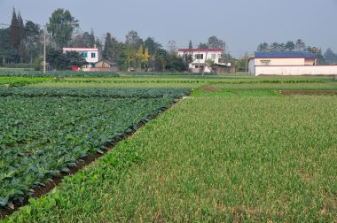pengzhou, Çin: alanların sebze çiftlikleri sichuan