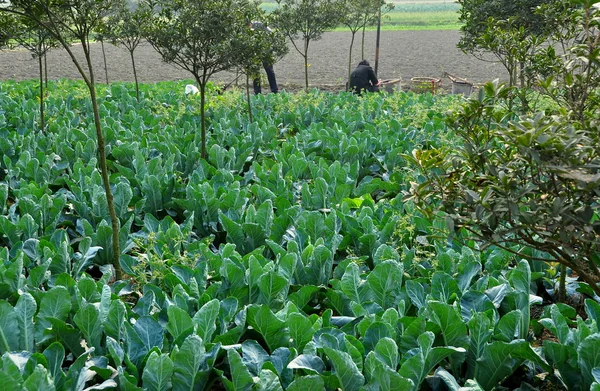 Pengzhou, China: Field of Cauliflowers on Sichuan Farm — Stock Photo, Image