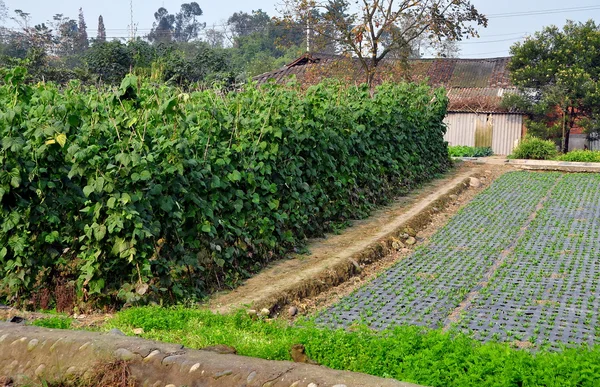 Pengzhou, china: grüne Bohnen auf einer Sichuan-Farm — Stockfoto