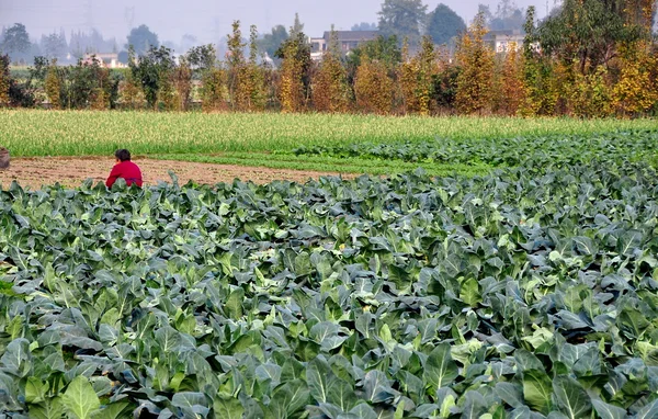 Pengzhou, China: Woman Sitting in CauliflowerField — Stock Photo, Image