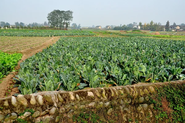 Pengzhou, China: Field of Cauliflower Plants on Sichua Farm — Stock Photo, Image