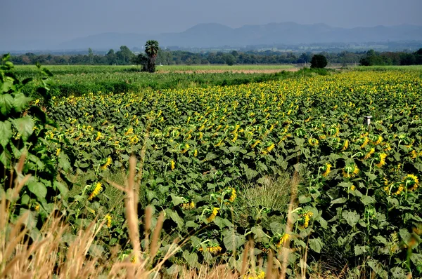 Saraburi, Thailand: Sunflower Fields — Stock Photo, Image