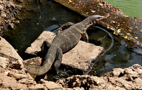 Komodo Dragon in Bangkok, Thailand's Lumphini Park — Stock Photo, Image