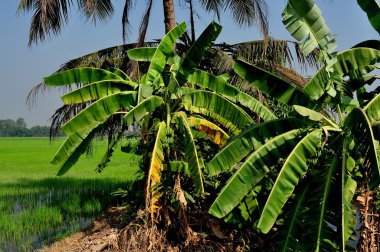 Muz ağaçları ve pirinç paddies içinde: saraburi, thailand