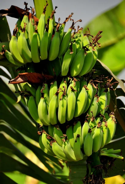 Bos van bananen groeien op boom in saraburi — Stockfoto