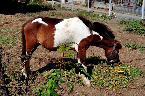 Chiang Mai, Tailandia: Verdes para comer caballos en miniatura — Foto de Stock