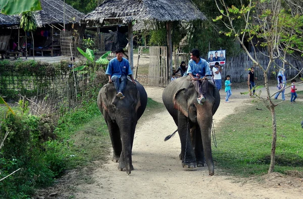 Chiang Mai, Tailândia: Mahouts Equitação Elefantes — Fotografia de Stock
