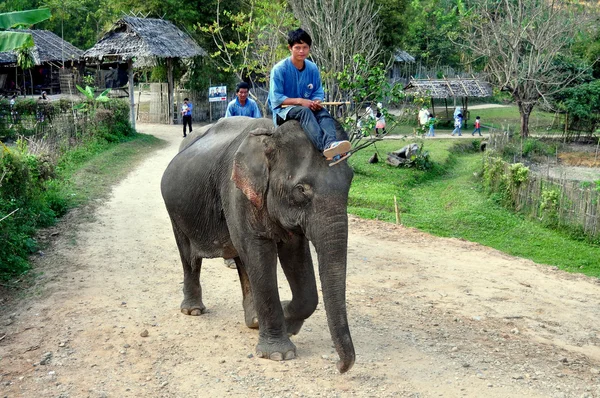 Chiang Mai, Mahout montando elefante — Fotografia de Stock