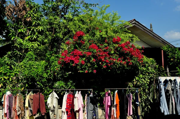 Chiang Mai, Thaïlande : Sèche-linge devant la vigne de Bouginvillea en fleurs — Photo