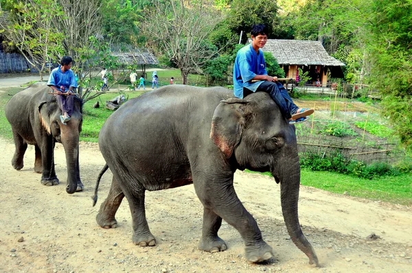 Chiang Mai, Tailândia: Vilões montando elefantes em Baan Tang Luan — Fotografia de Stock