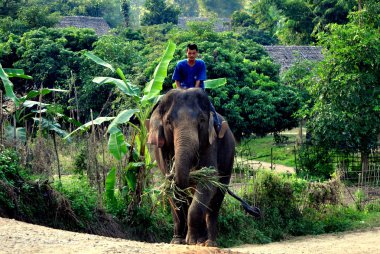 Chiang mai, Tayland: fil sürme fil
