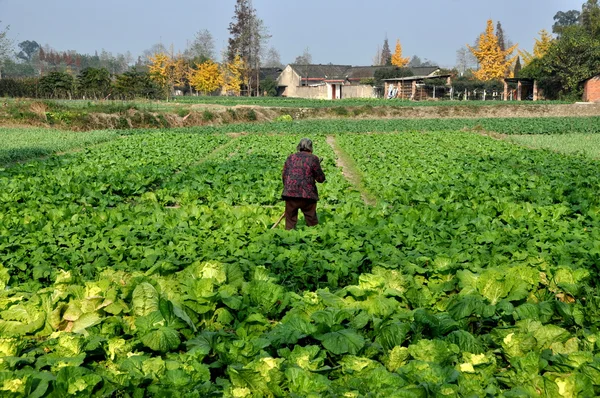 Pengzhou, Chine : Femme travaillant dans le domaine des légumes à la ferme — Photo