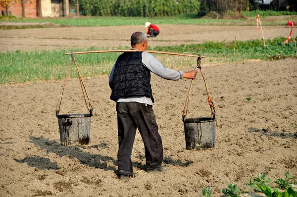 pengzhou, Çin: su taşıyan çiftçi tarlada kovaları