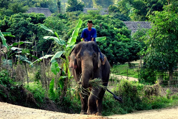 Chiang Mai, Tailândia: Mahout Montando um elefante — Fotografia de Stock