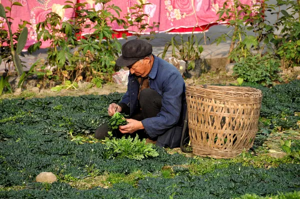 Pengzhou, China: Farmer Picking Produce on his Farm — Stock Photo, Image