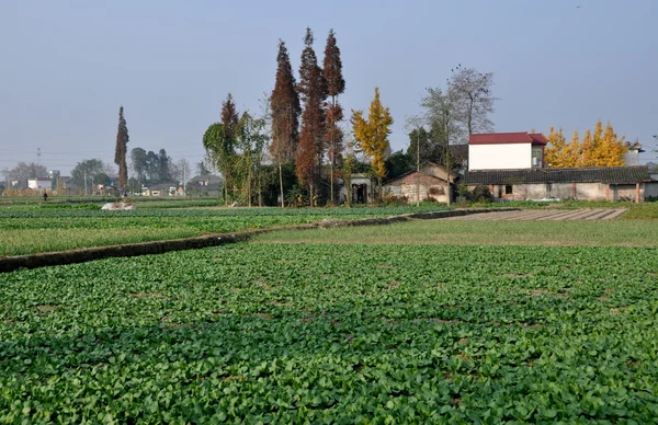 Pengzhou, China: Sichuan Province Farmlands — Stock Photo, Image