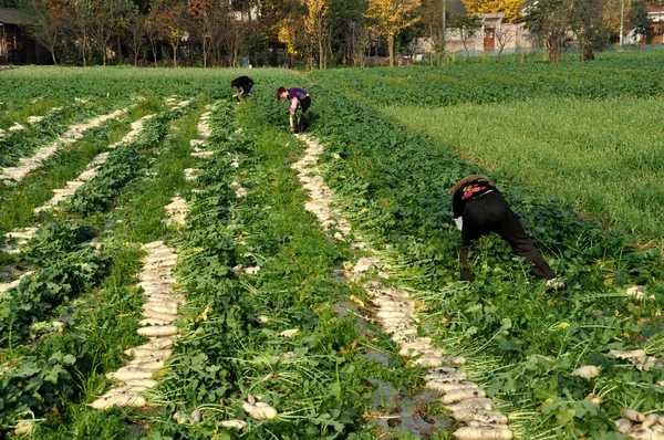 Pengzhou, Chiny: trzy kobiety do zbioru rzodkiewki — Zdjęcie stockowe