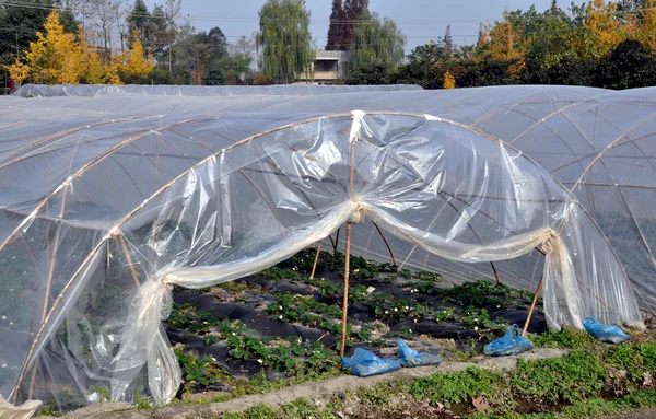 Pengzhou, China: Strawberry Plants Growing in Plastic Greenhouses — Stock Photo, Image