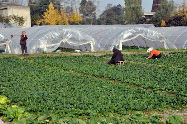 Pengzhou, Chine : Agriculteurs travaillant dans un champ près des serres en plastique — Photo