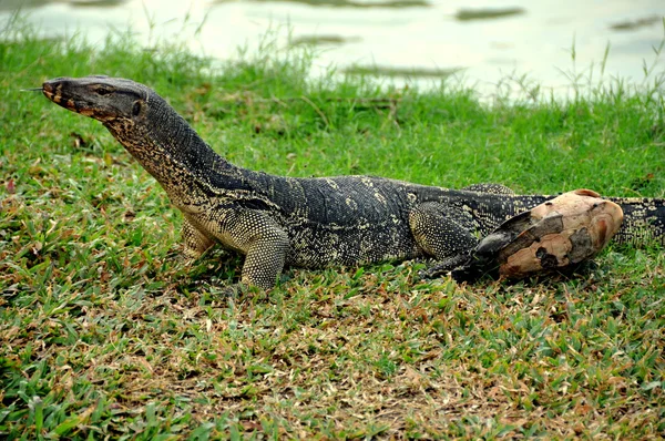 Bangkok, Thaiföld: komodói sárkány lumphini Park — Stock Fotó