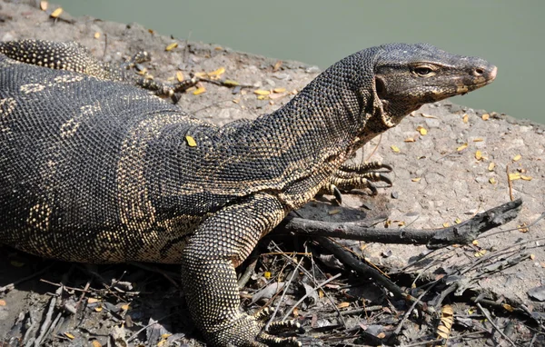 Bangkok, thailand: komodo drache im lumphini park — Stockfoto